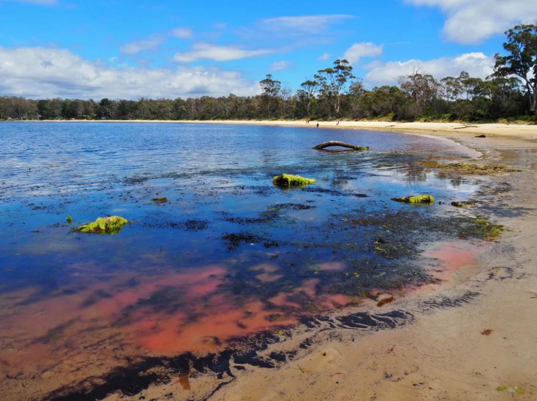 ΤΑΣΜΑΝΙΑ - ΡΟΖ ΛΑΣΠΗ