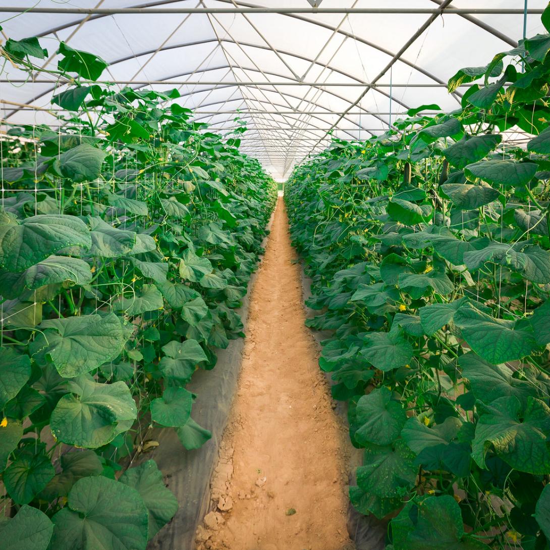 θερμοκήπιο (φωτογραφία από create.vista.com)