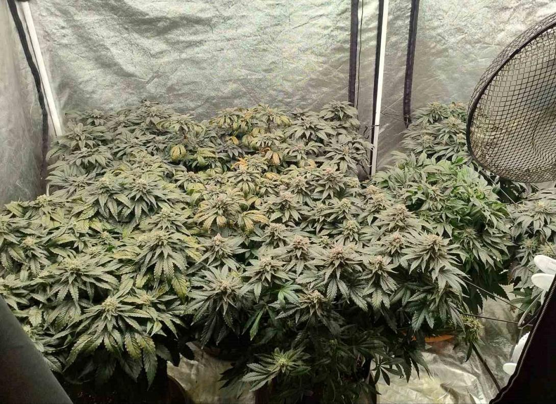 χασισοδετρα