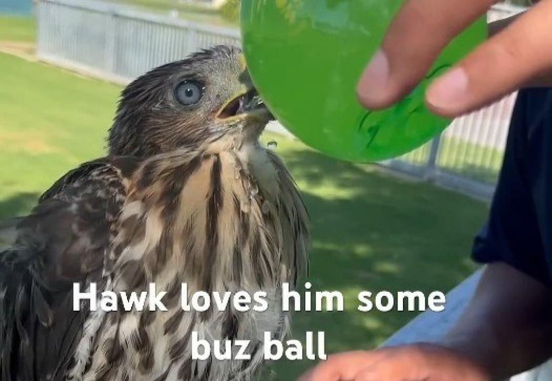 γεράκι, αλκόολ