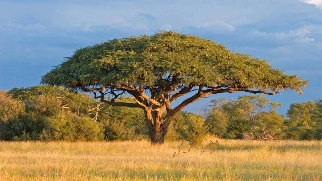 ακακία αφρική