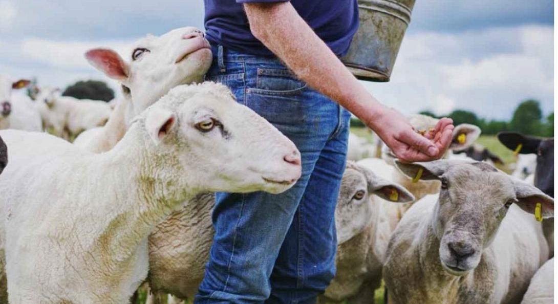 κτηνοτρόφοι 