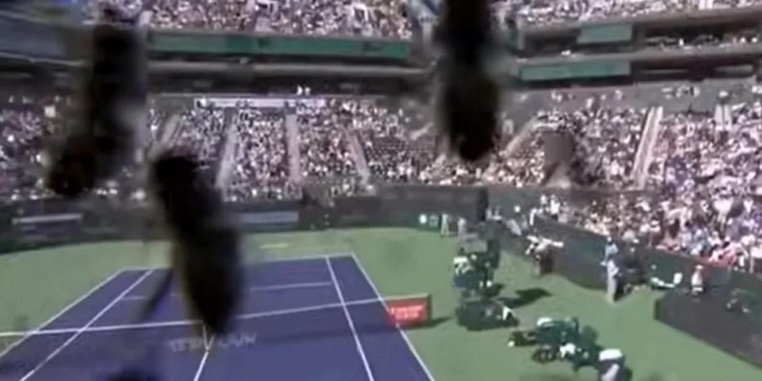 μέλισσες, τέννις