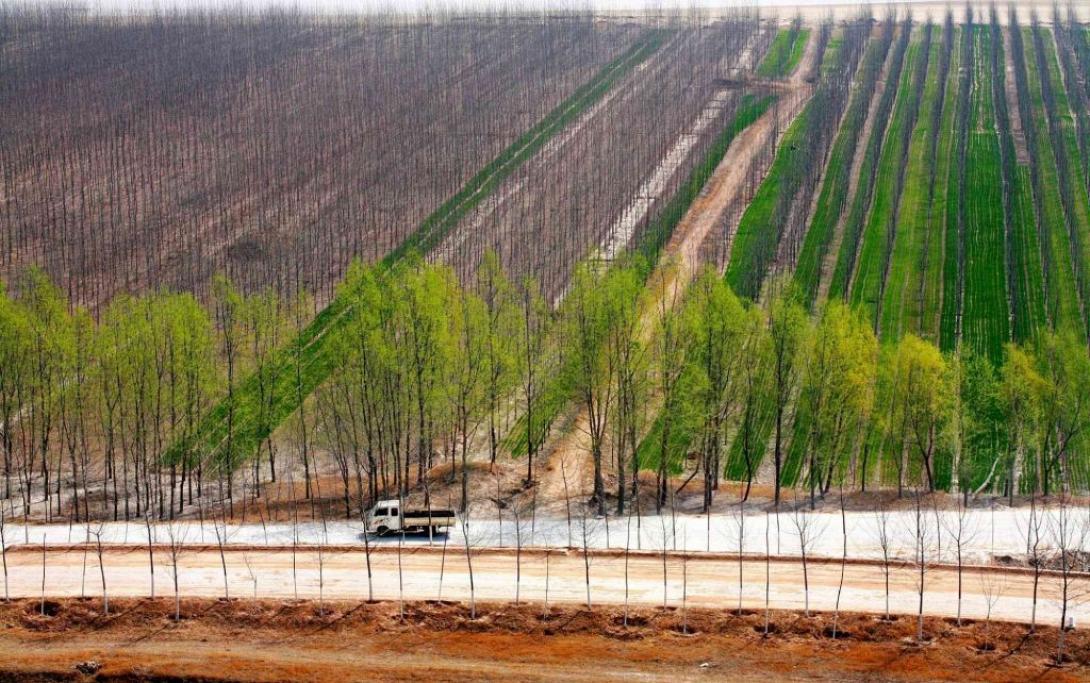 δεντρα κινα