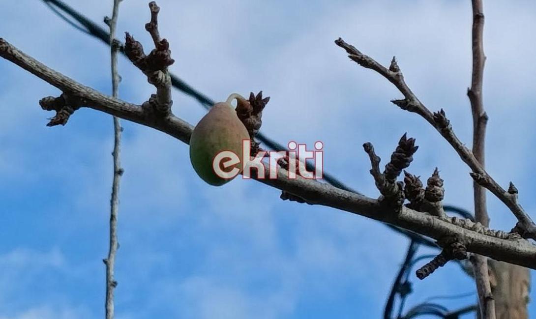 Δαμασκηνιά