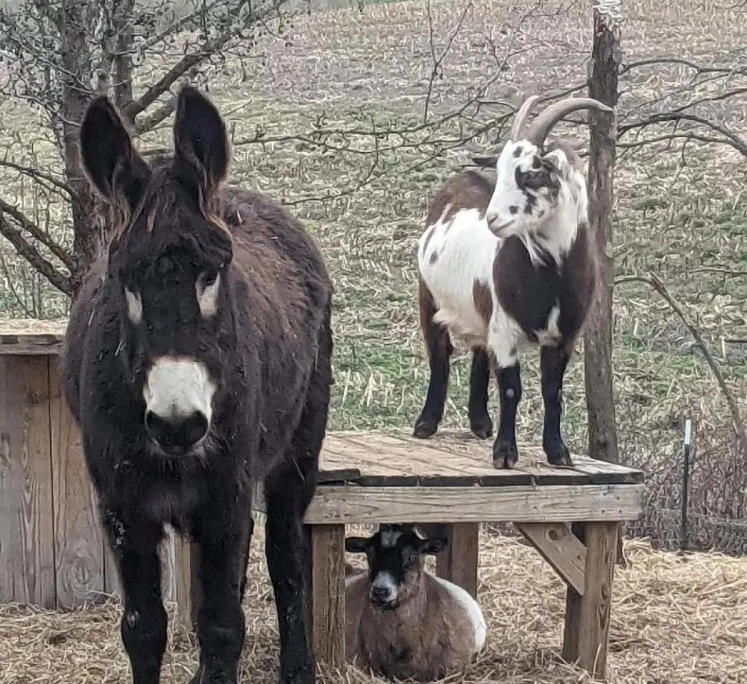 τυφλό γαϊδουράκι