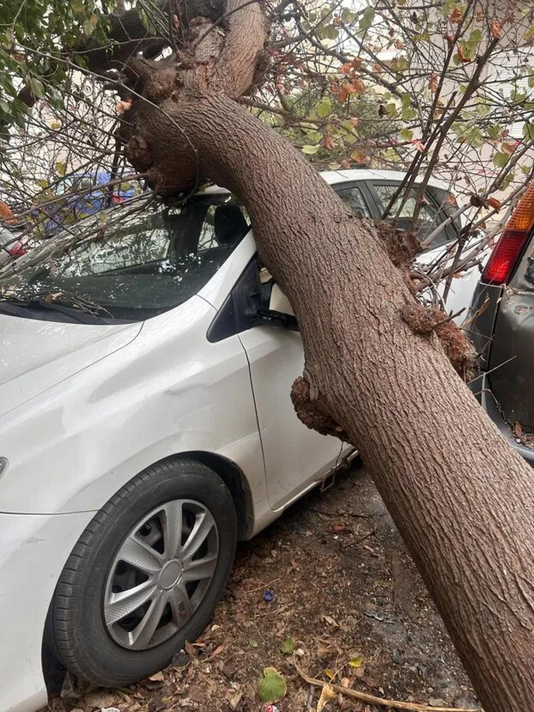 δεντρο μασταμπας