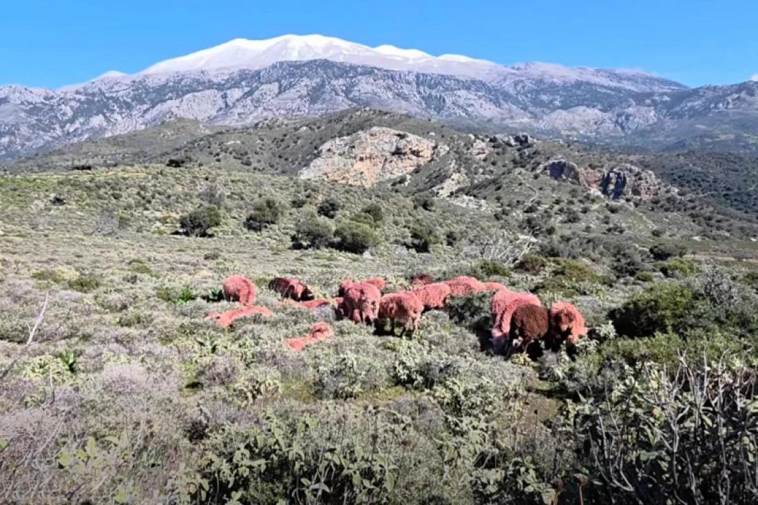 ΚΟΚΚΙΝΑ ΠΡΟΒΑΤΑ