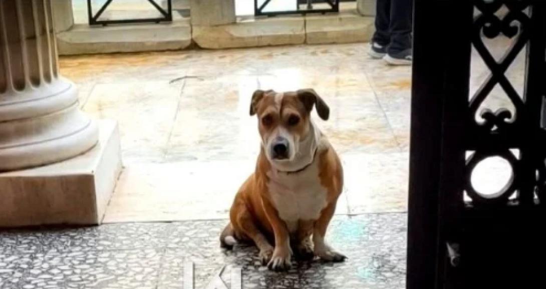 Λαμία σκύλος