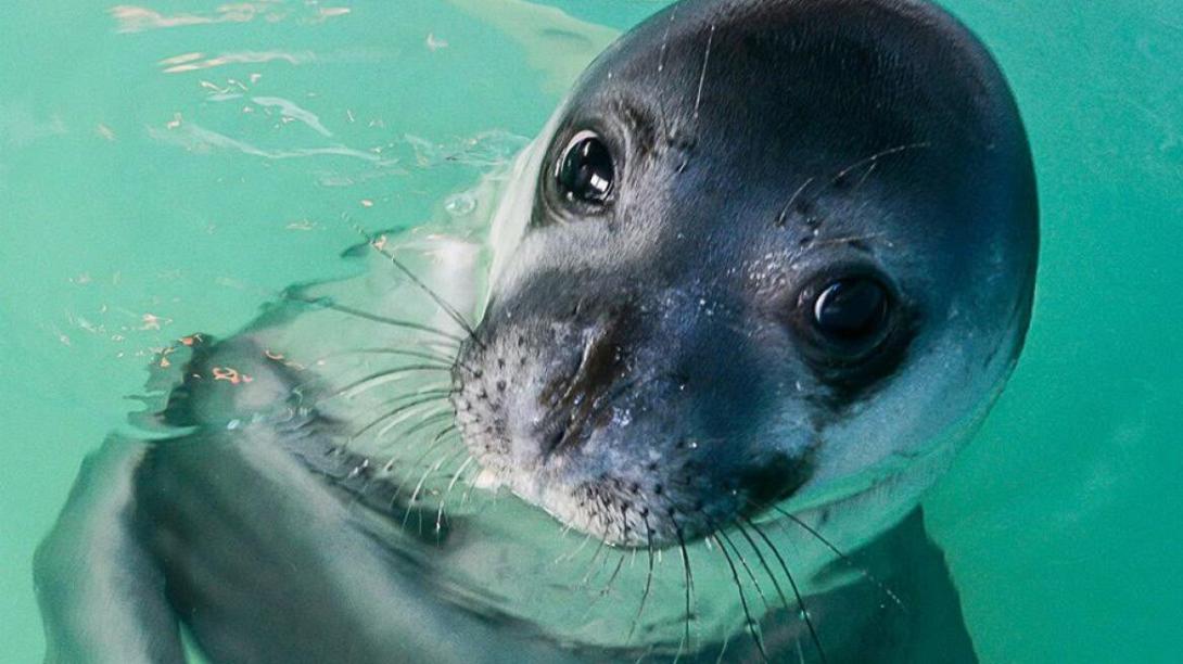 μεσογειακή φώκια