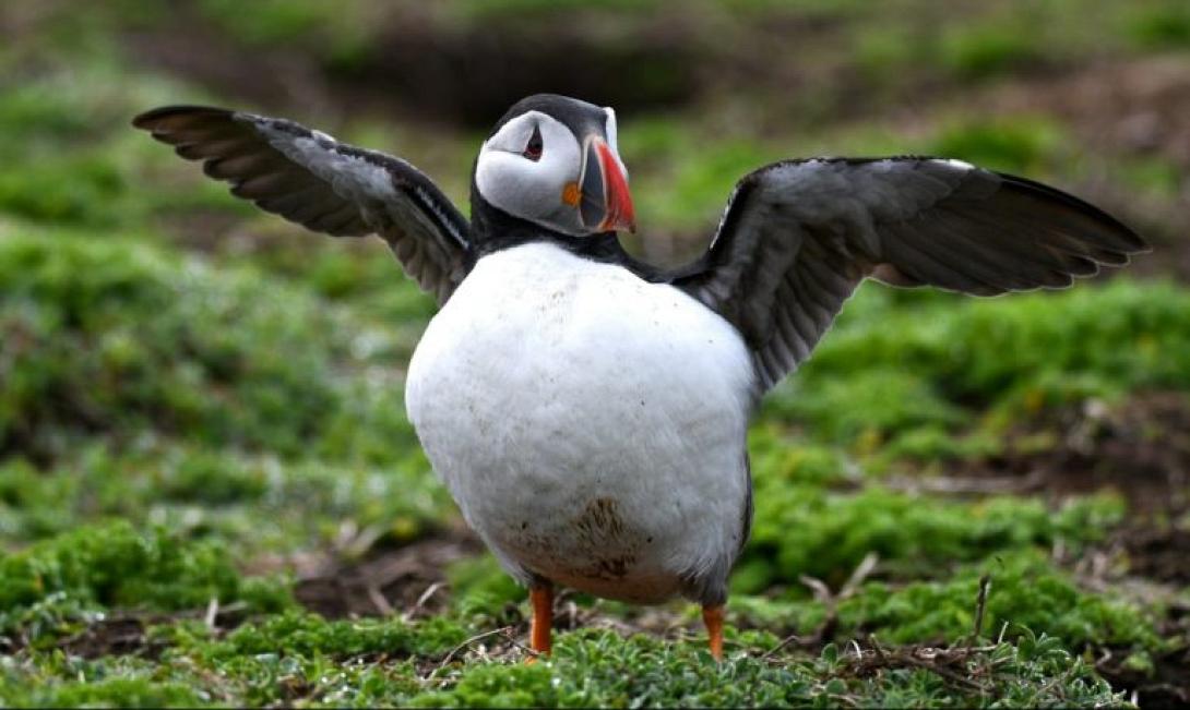 θαλάσσιος παπαγάλος