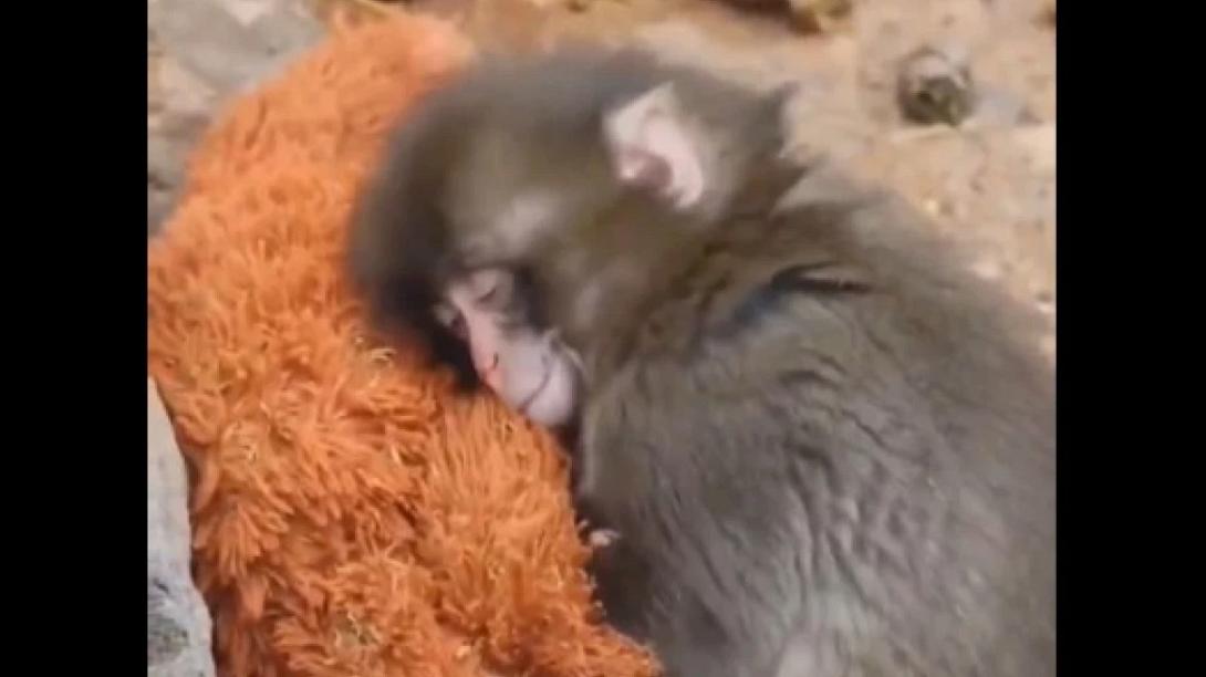 μαιμουδάκι, μαμά