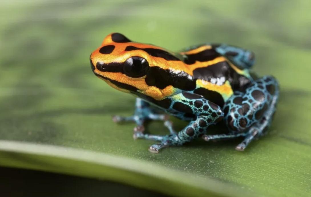 ναβάλνι, βάτραχος