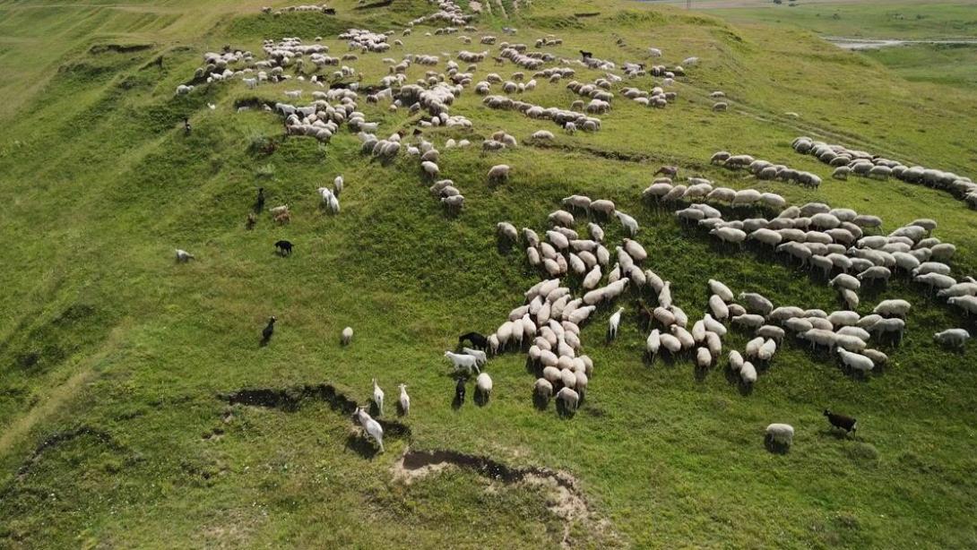 προβατάκια