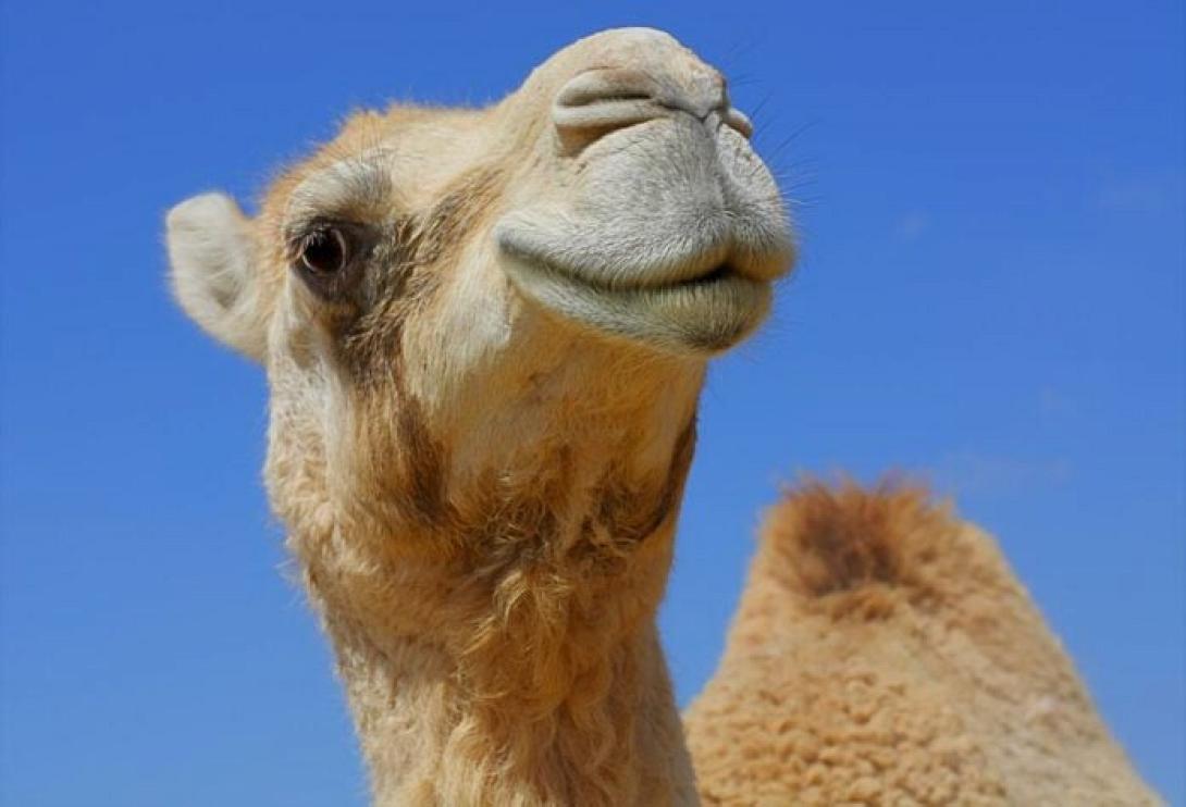 καμήλα