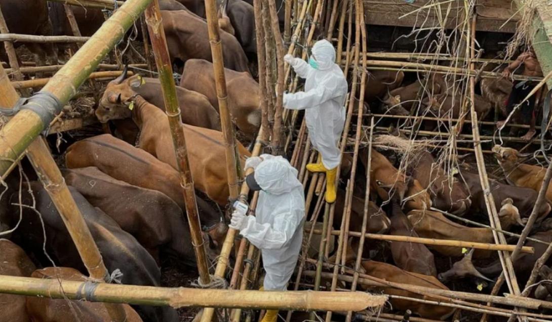  αφθωδης πυρετος