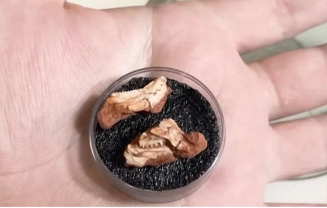 απολίθωμα, δεινόσαυρος