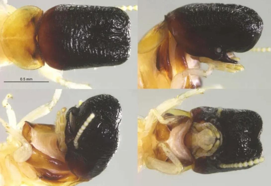 εντομο που μοιαζει με φαλαινα