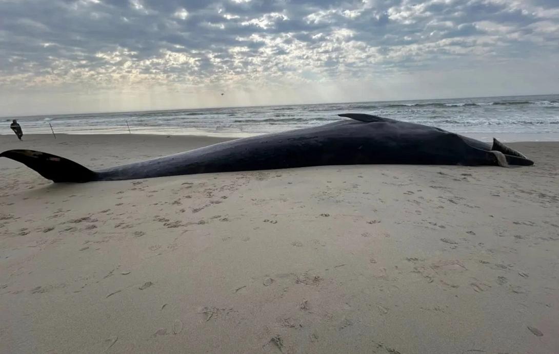 φαλαινα, παραλία