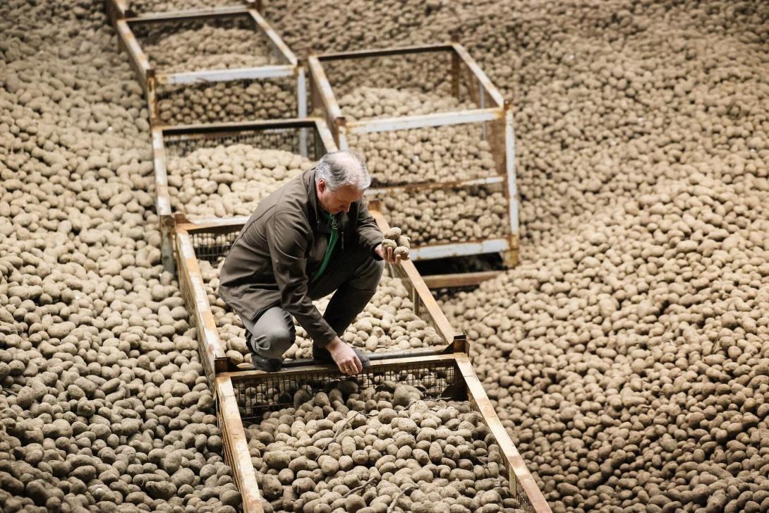 πατάτες γερμανία