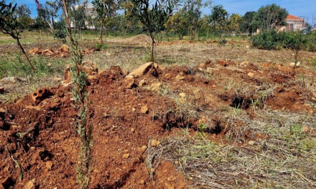 ΚΑΛΑΘΑΣ ΔΕΝΤΡΑ