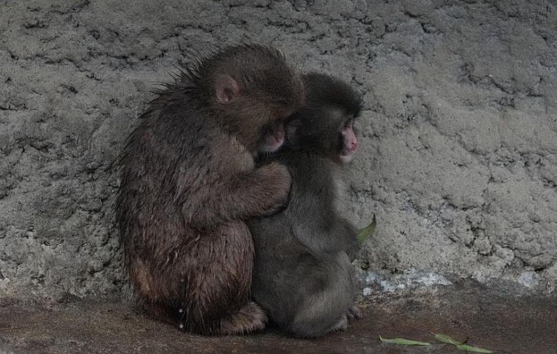μαιμουδάκι