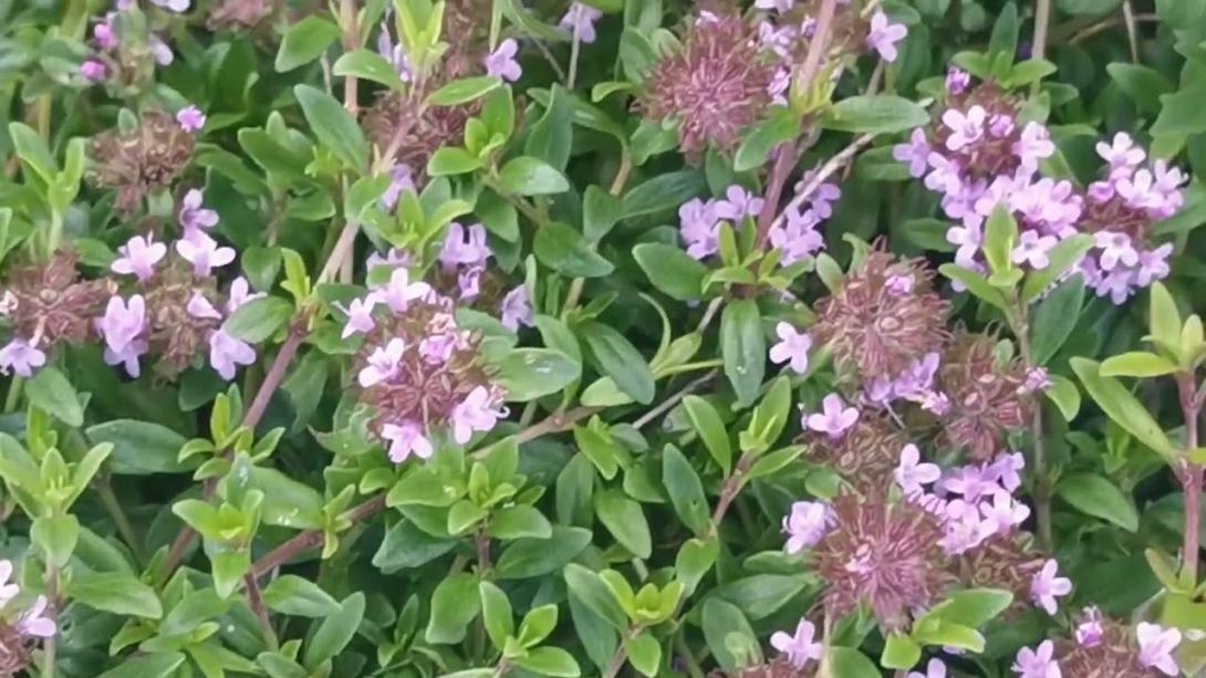 αγριοθύμαρο