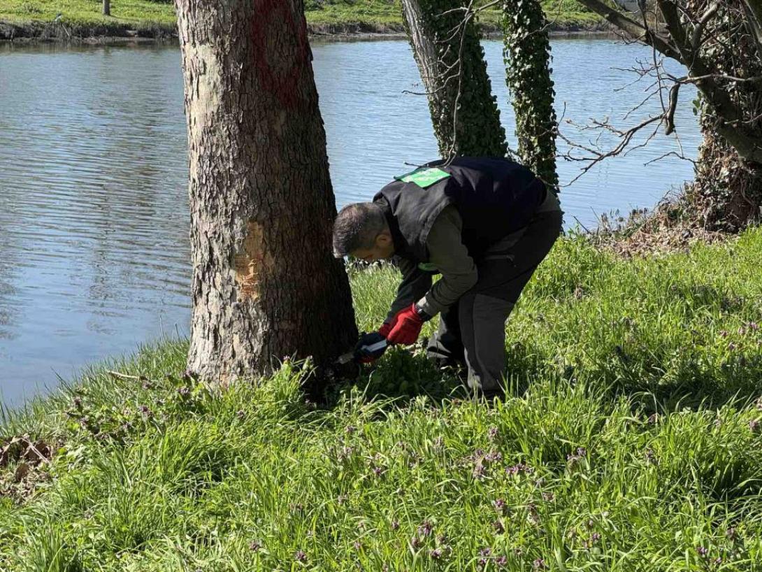 Πλατάνια Πέλλας