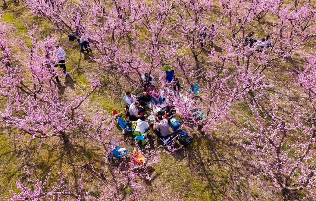 ανθισμένες ροδακινιές