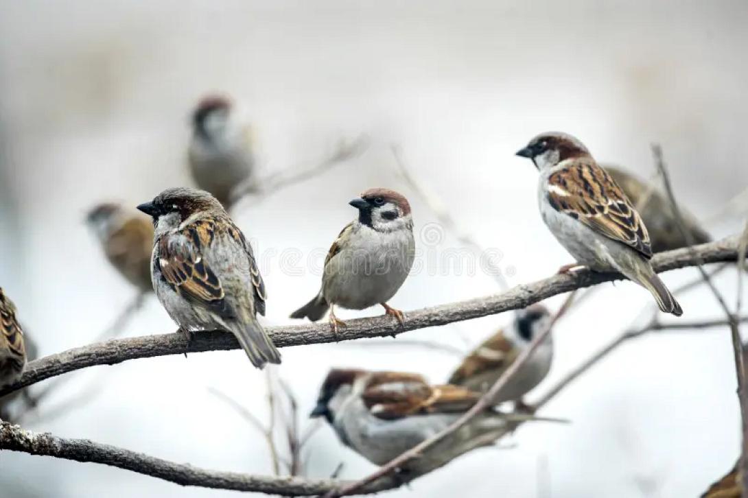 σπουργίτια