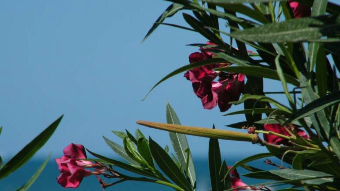 πικροδάφνη