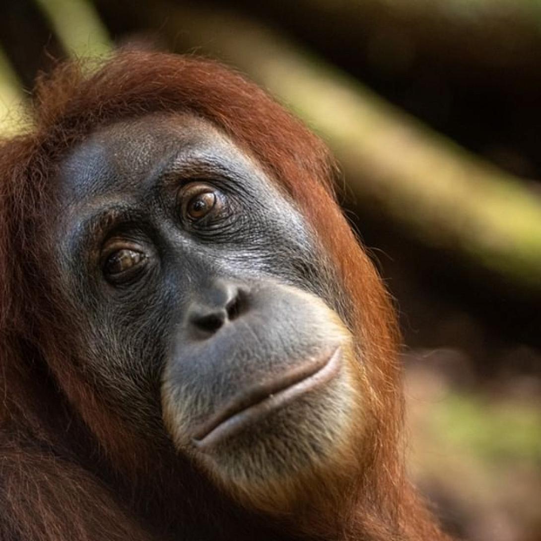 ουρακοτάγκος