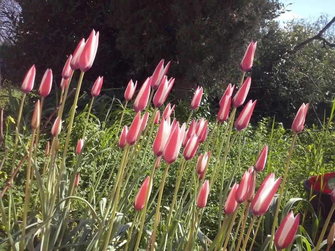 ΤΟΥΛΙΠΕΣ ΧΙΟΥ