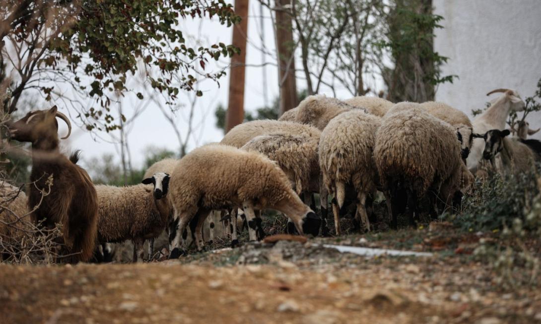 αιγοπρόβατα