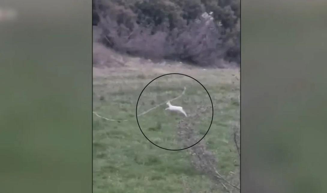 αλμπίνο ζαρκάδια