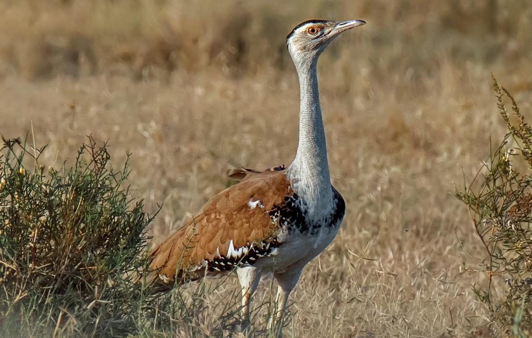 ινδία, φωλιά