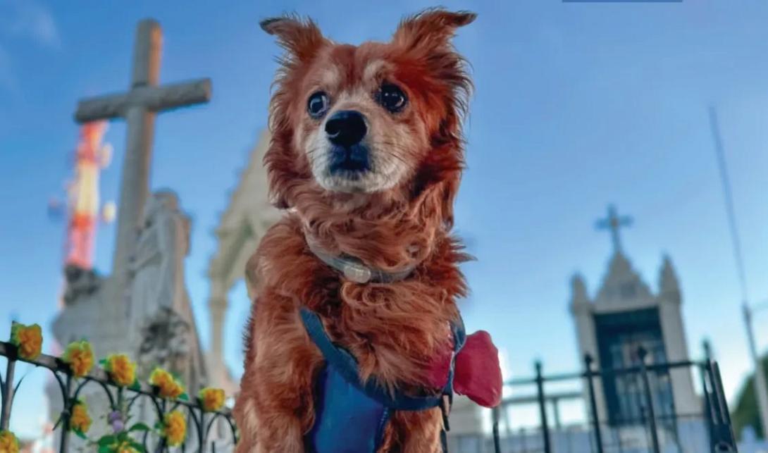 Βραζιλία σκυλιά Μπομπ