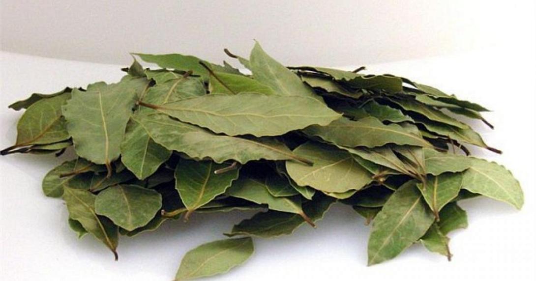 φύλλα δάφνης