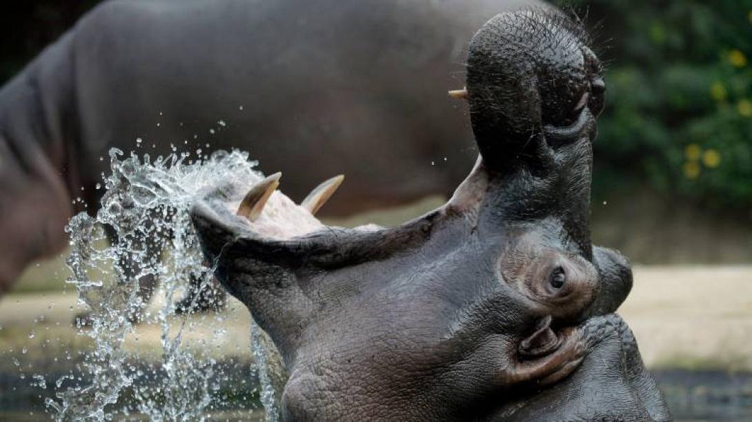 ιπποπόταμοι