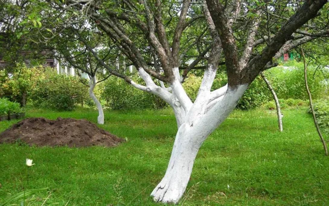 ασβεστωμα κορμων 