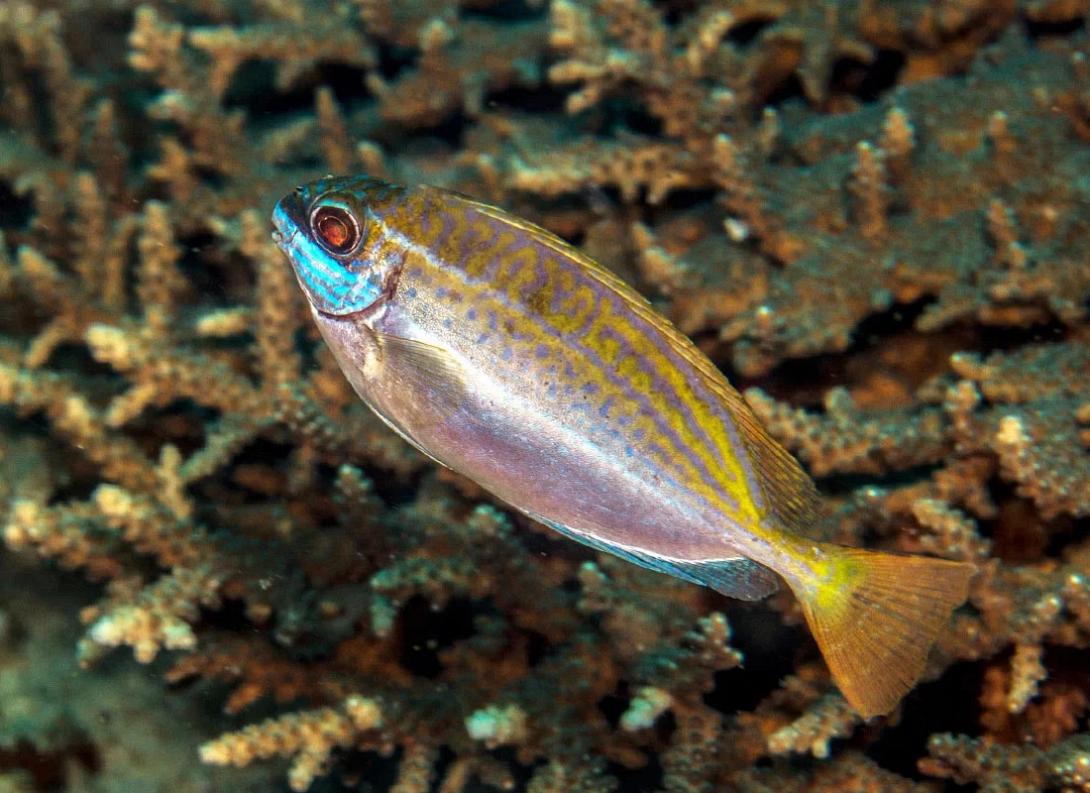 Γερμανός Ψάρι