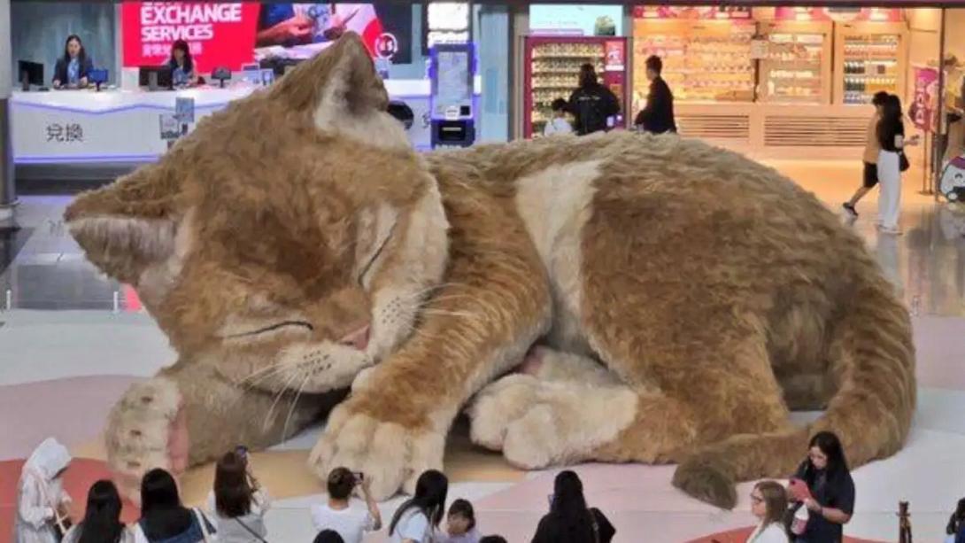 γάτα χονγκ κονγκ