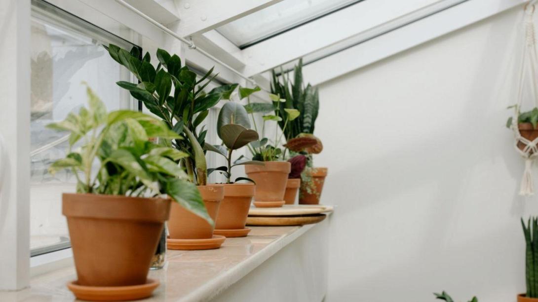 ΦΥΤΑ ΣΤΟ ΣΠΙΤΙ