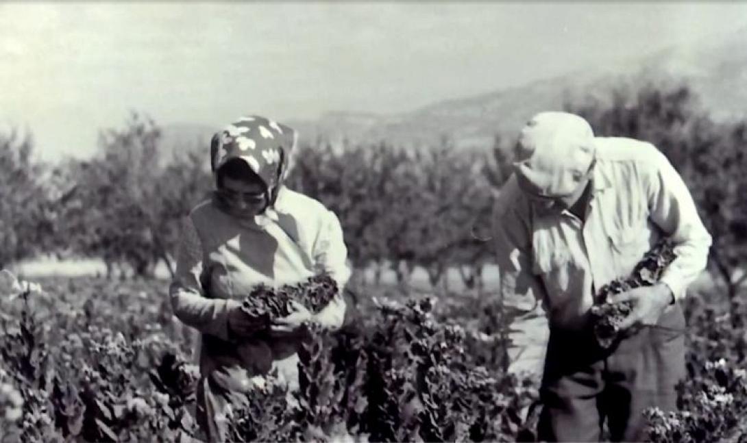 εργατες καπνου