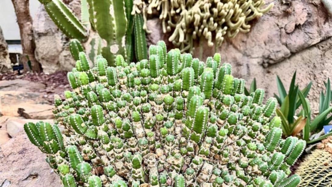 καυτερό φυτό