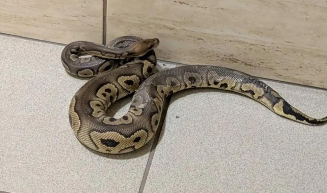 κρακοβία, πύθωνες