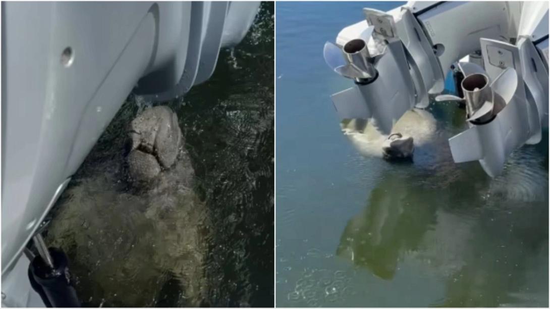 μανάτος, σκάφος