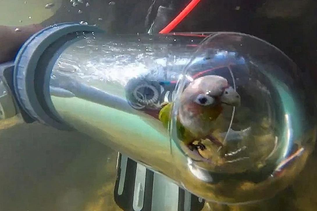 παπαγαλος κατάδυση