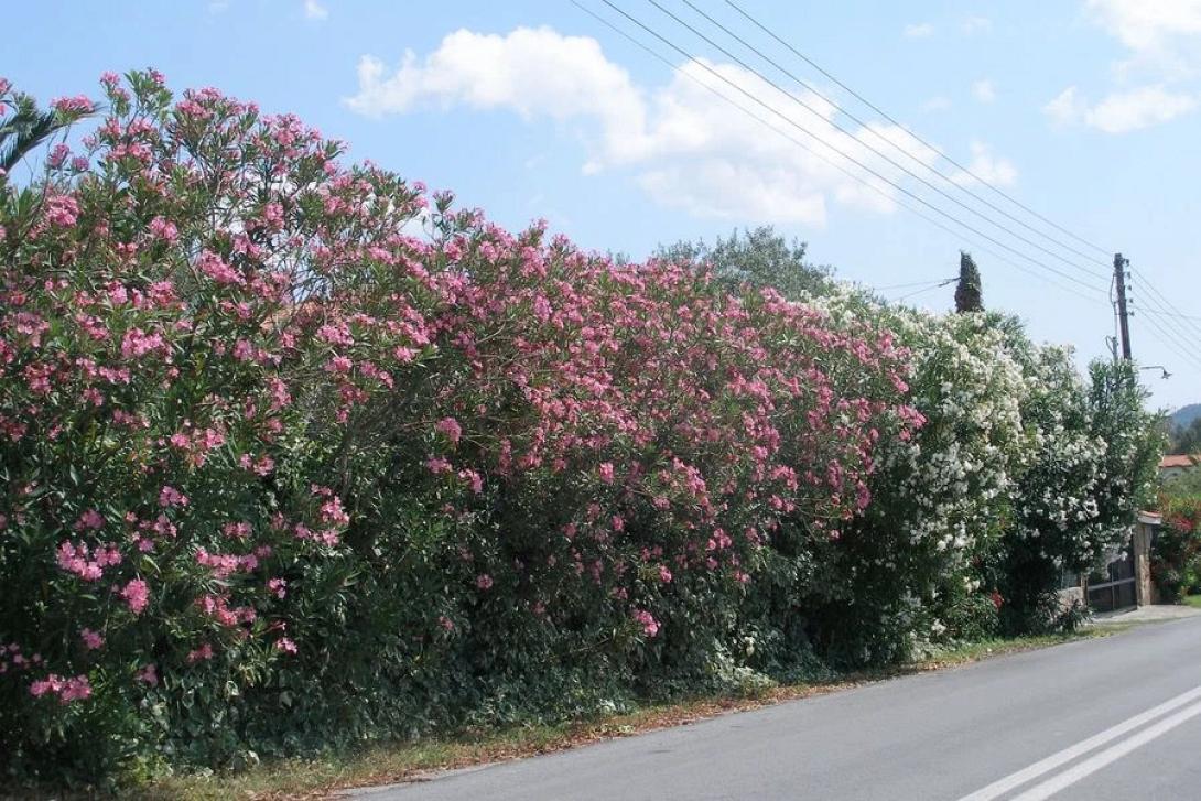 Πικροδάφνη