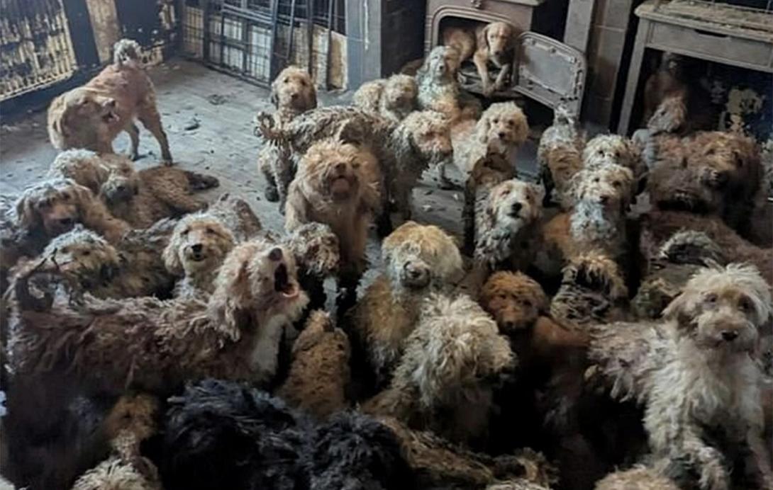 κανίς, σκύλοι